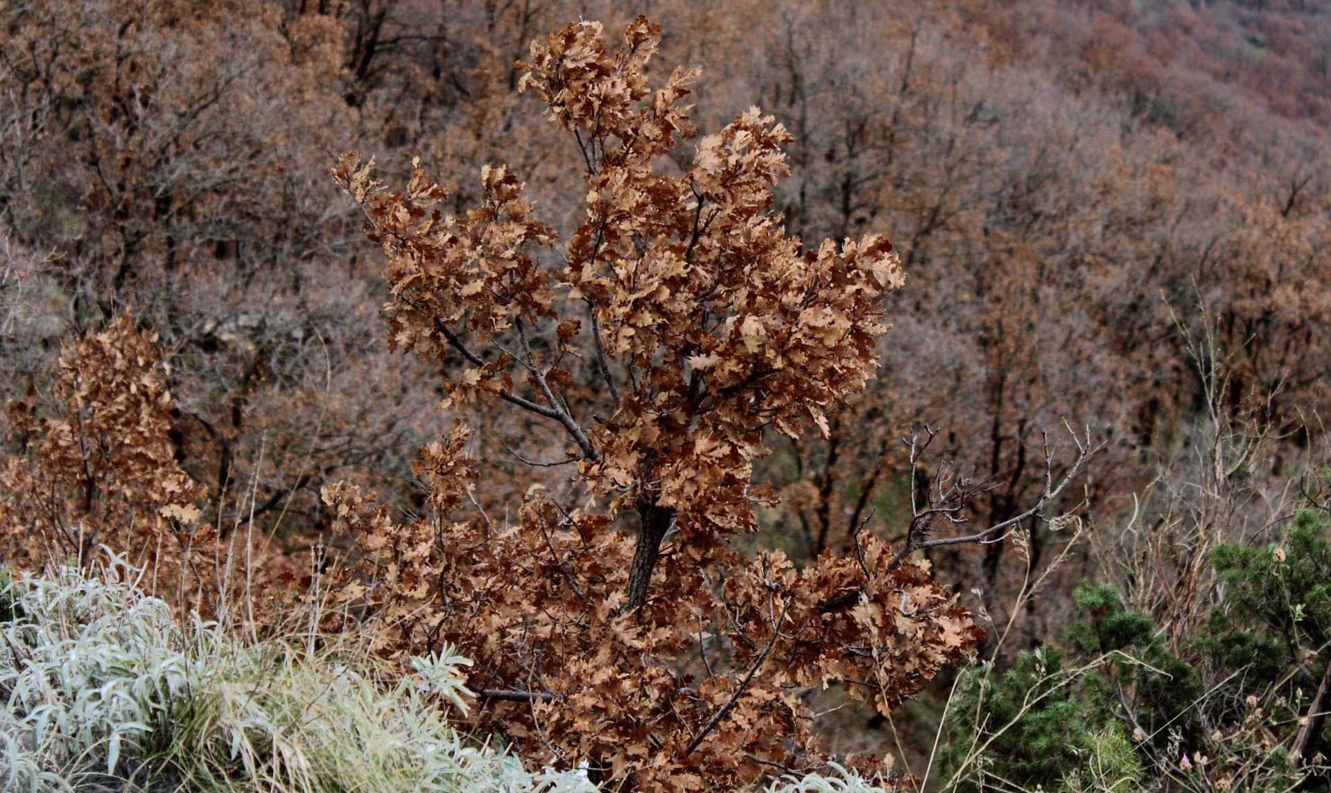 Naziv: IMG_1000Dubovina.jpg, pregleda: 111, veličina: 435,6 KB