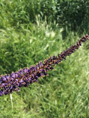 20160522_132215 ....jpg