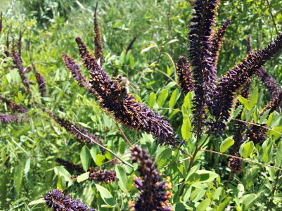 20160522_132334 ....jpg