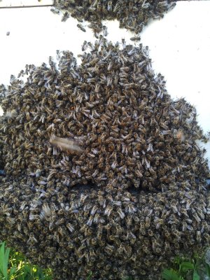 20160523_175749 ....jpg