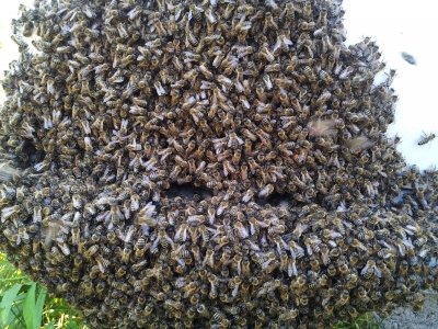 20160523_175732 ....jpg