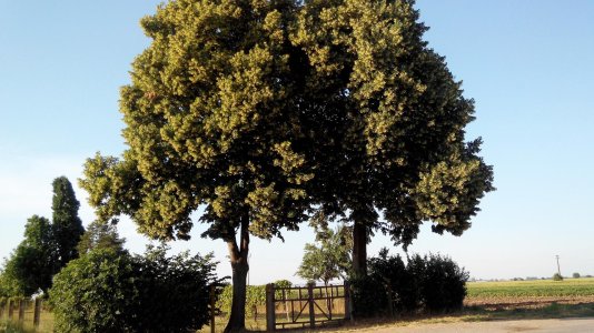 IMG_20160528_183737 ...,,.jpg