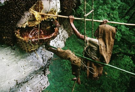 blog_Honey-collecting-in-Nepal.jpg