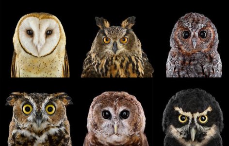 Card_OwlGrid copy_0.jpg