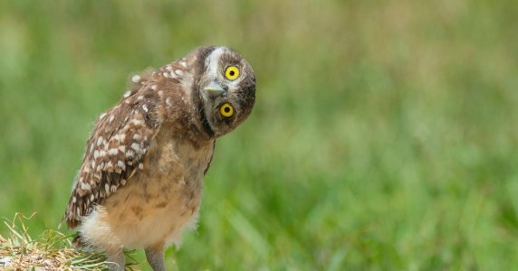 article-owl-0418.jpg