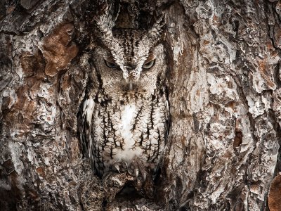 portrait-of-an-eastern-screech-owl.jpg