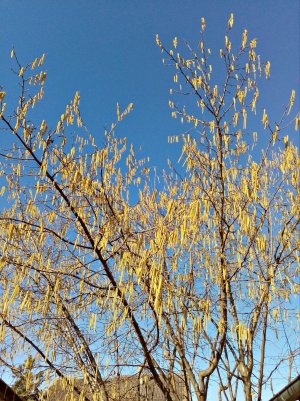 IMG_20170223_143330 ...,.jpg