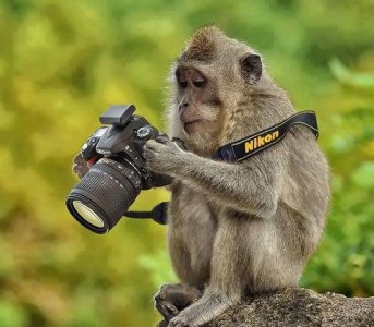professional-photographer-funny-monkey.jpg