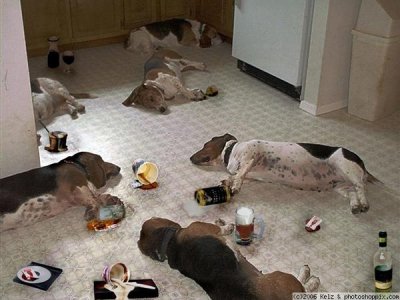 drunk-animals02.jpg