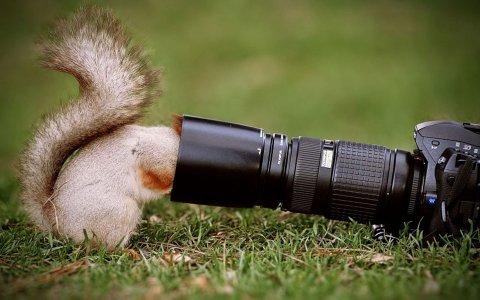 40-Beautiful-Pictures-of-Animals-Playing-Peekaboo-14.jpg