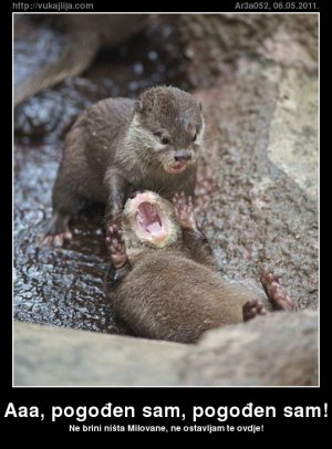aaa-pogodjen-sam-pogo.jpg
