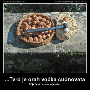 tvrd-je-orah-vocka-cu.jpg
