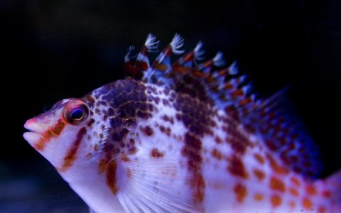 morski01.jpg morski01.jpg