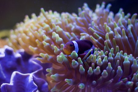 morski03.jpg morski03.jpg