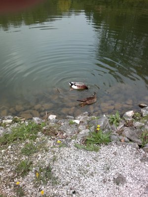 shabac 048.jpg shabac 048.jpg