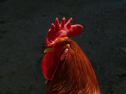 DSC_0027 cropnet.jpg