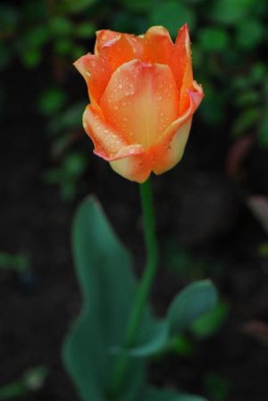 11DSC7128 (Small).jpg