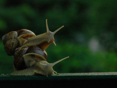 Sad nema beganja.jpg