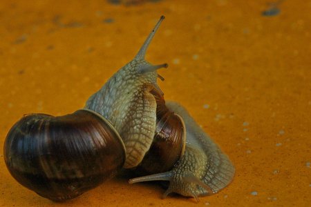 borba titana net.jpg