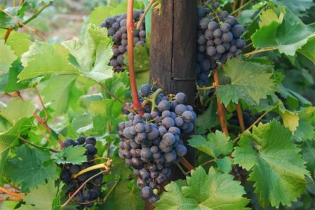 2_DSC8211 (Small).JPG