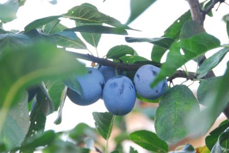 27_DSC8261 (Small).JPG