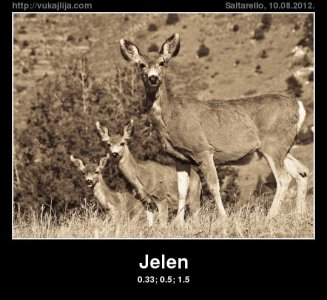jelen.jpg