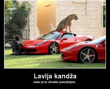 lavlja-kandza.jpg