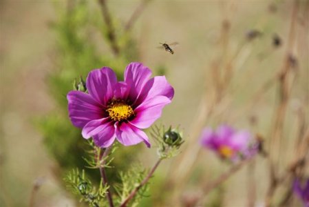 44DSC_3382 (Small).JPG