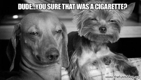 dude-you-sure-that-was-a-cigarette-funny-dogs.jpg