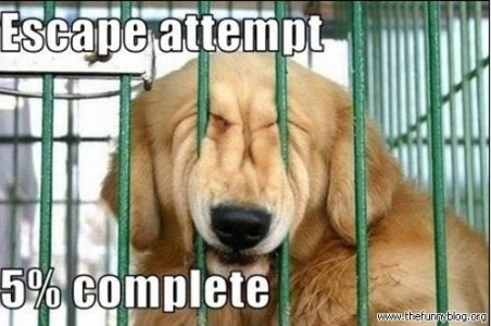 funny-dog-escape-5-complete.jpg