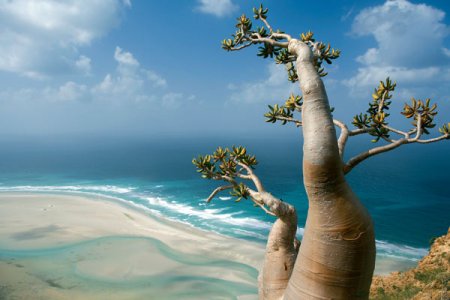 Socotra-4.jpg