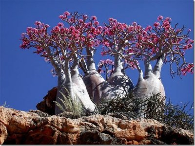 Socotra_Island-11_thumb.jpg