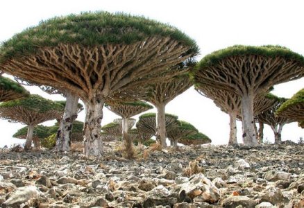 socotra_tree_02.jpg
