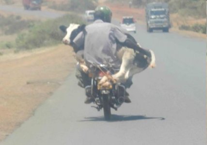 joke-funny-photo-Cow-transport-doing-it-right.jpg