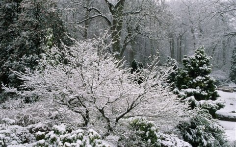 gardeninwinter1_2418262b.jpg