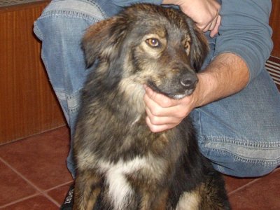 dukiša.jpg dukiša.jpg