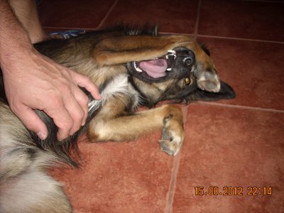 dule 014.jpg dule 014.jpg