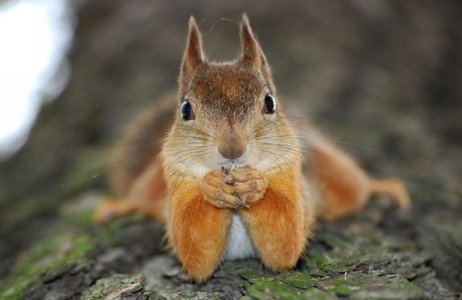 cute-animals-squirrel-lying-down-looking-camera-pics.jpg