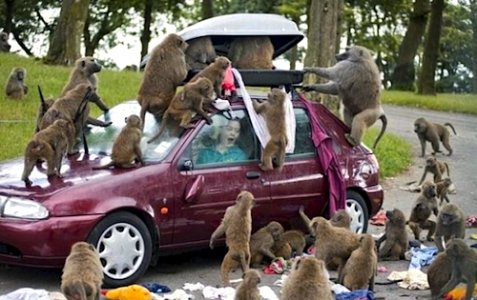 1266034593-monkeys ruins vacationsWEBSITE.jpg