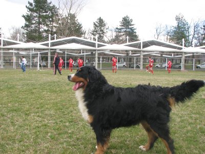 slajko isampion 129.jpg