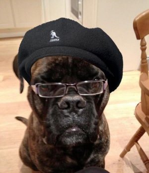 e5418372f3bccd98ccba2739398050c5-dog-may-actually-be-samuel-l-jackson.jpg