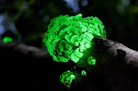 fungus-foxfire-luminescence.jpg