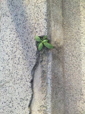 DSC02159 [800x600-desktop].JPG