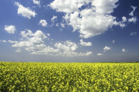 Fertile meadow za forum.jpg