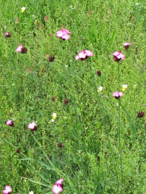 IMG_4229.jpg IMG_4229.jpg