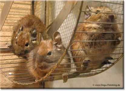 degu-laufrad_02.jpg
