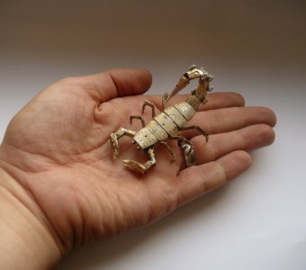 mechanical_scorpion__hand_for_scale__by_amechanicalmind-d57vsah.jpg
