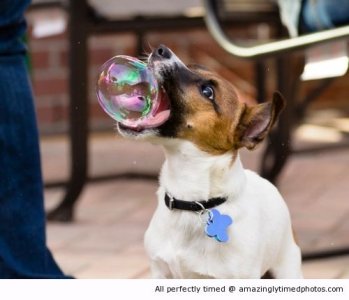 Want-to-eat-bubbles-resizecrop--.jpg