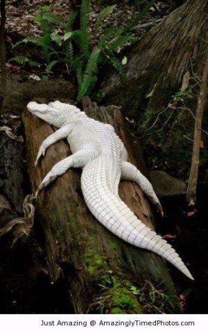 White-alligator-resizecrop--.jpg
