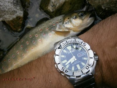 P8280007.jpg P8280007.jpg